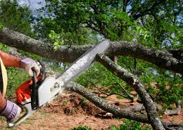 Best Grass Overseeding  in Texas City, TX